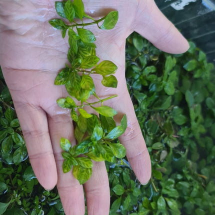 Ludwigia Atlantis 5cm 3cm - Nano Tanks Australia