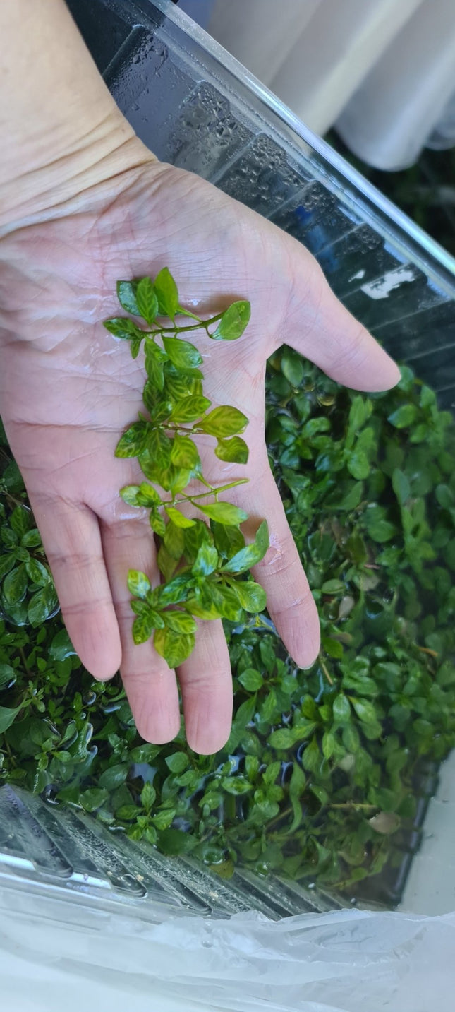 Ludwigia Atlantis 5cm 3cm - Nano Tanks Australia