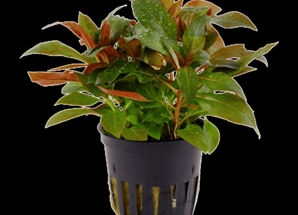 Ludwigia glandulosa – 5 Stems ~10cm - Nano Tanks Australia