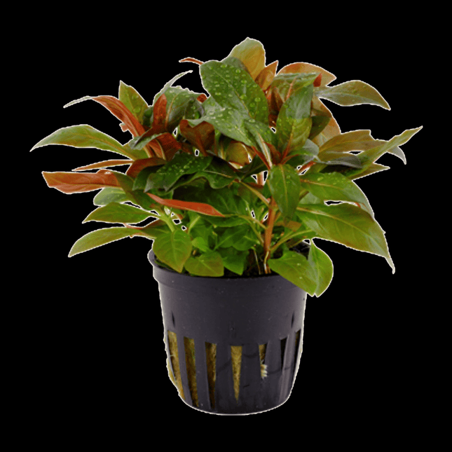 Ludwigia glandulosa – 5 Stems ~10cm - Nano Tanks Australia