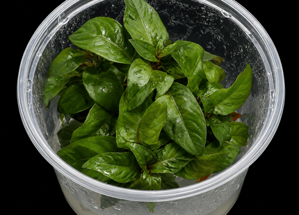 Ludwigia glandulosa Tissue Culture - Nano Tanks Australia