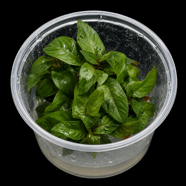 Ludwigia glandulosa Tissue Culture - Nano Tanks Australia