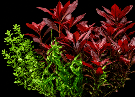 Ludwigia repens 'Rubin' Bunch - Nano Tanks Australia