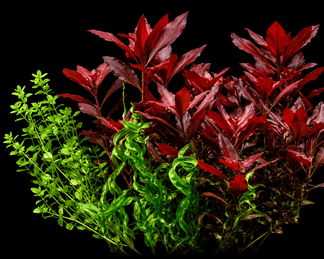 Ludwigia repens 'Rubin' Bunch - Nano Tanks Australia