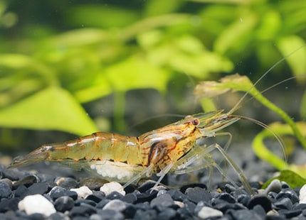 Macrobrachium Australiense - Nano Tanks Australia