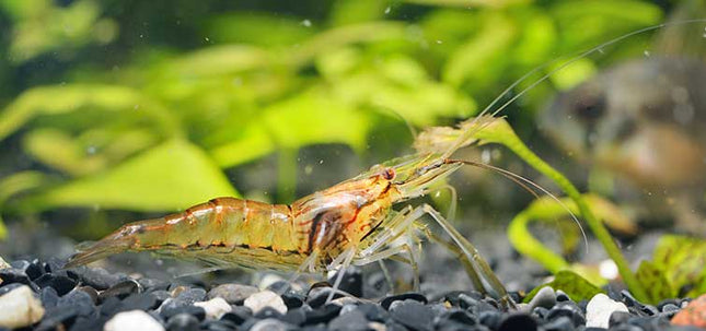 Macrobrachium Australiense - Nano Tanks Australia