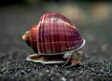 Magenta Mystery Snail - Nano Tanks Australia