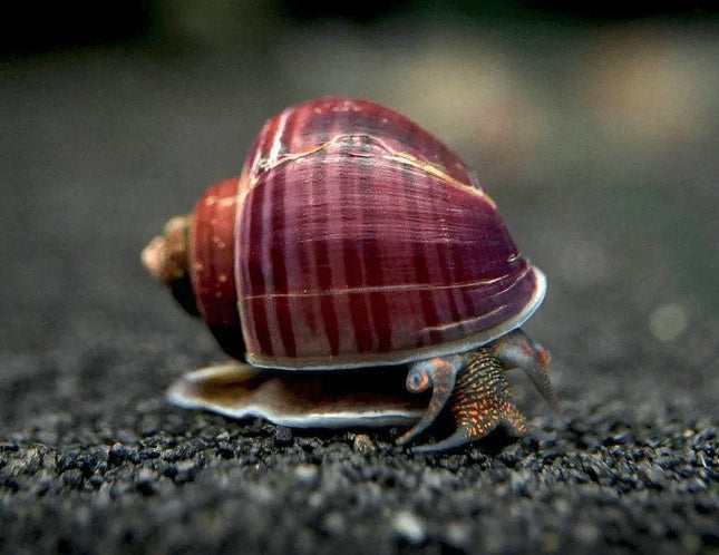 Magenta Mystery Snail - Nano Tanks Australia