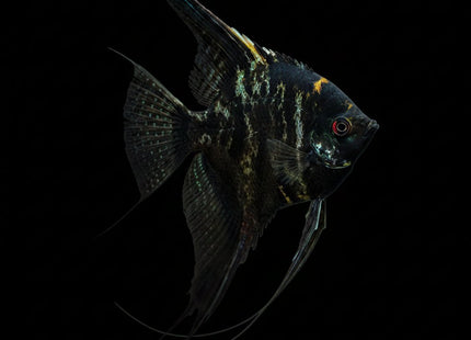 Marble Angelfish 3-6cm - Nano Tanks Australia