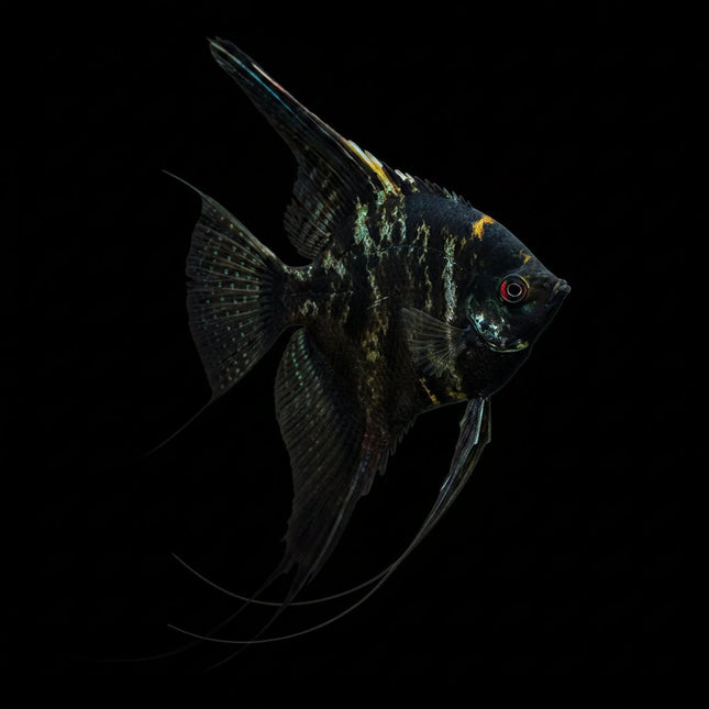 Marble Angelfish 3-6cm - Nano Tanks Australia