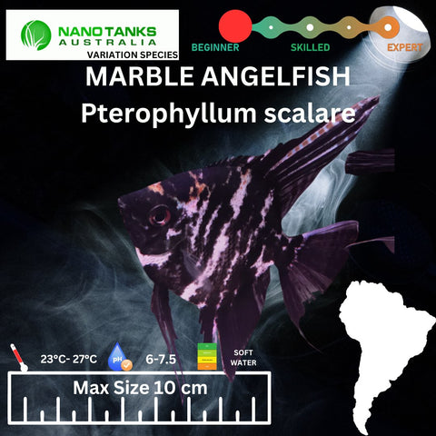 Marble Angelfish - Nano Tanks Australia Aquarium Shop