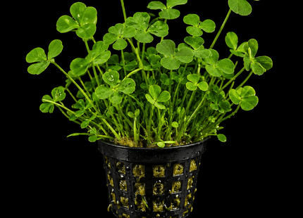 Marsilea hirsuta - Nano Tanks Australia
