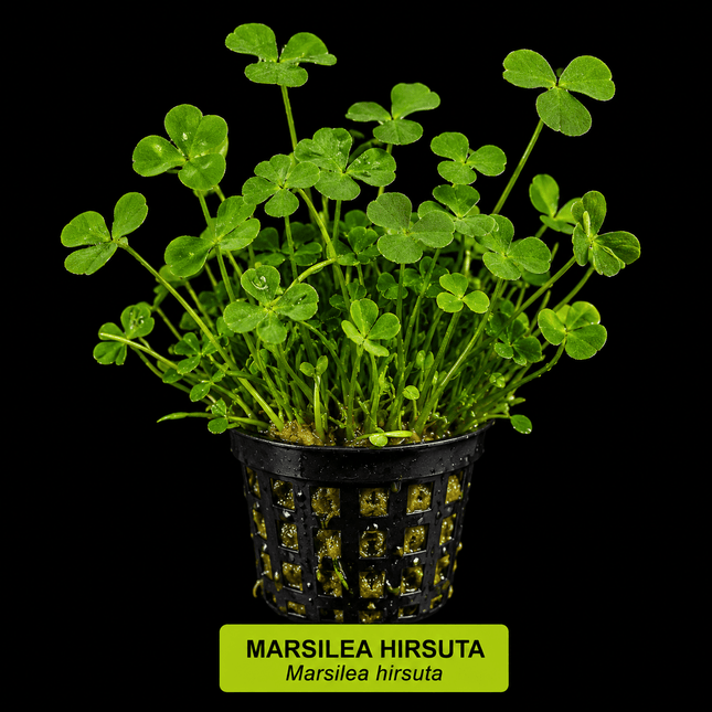 Marsilea hirsuta - Nano Tanks Australia