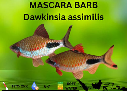 Mascara Barb (6cm) RARE - Nano Tanks Australia Aquarium Shop
