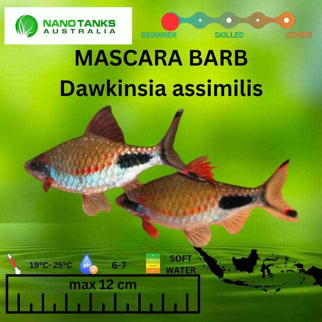 Mascara Barb (6cm) RARE - Nano Tanks Australia Aquarium Shop