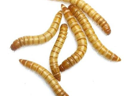 Mealworms 50g - Nano Tanks Australia