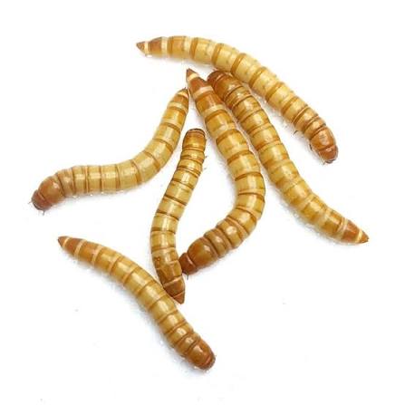 Mealworms 50g - Nano Tanks Australia
