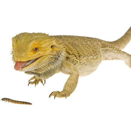 Mealworms - regular 50 grams - Nano Tanks Australia