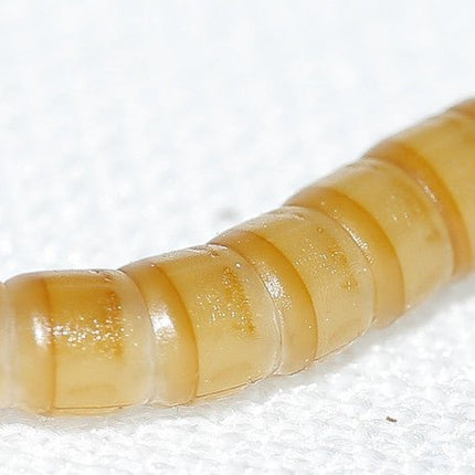 Mealworms - regular 50 grams - Nano Tanks Australia