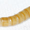Mealworms - regular 50 grams - Nano Tanks Australia