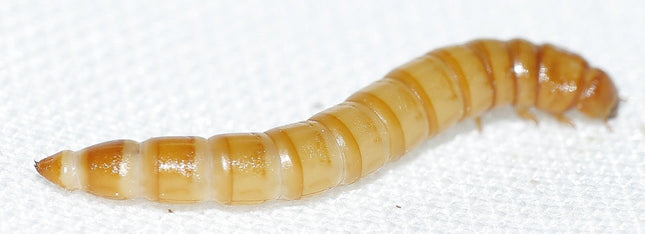 Mealworms - regular 50 grams - Nano Tanks Australia