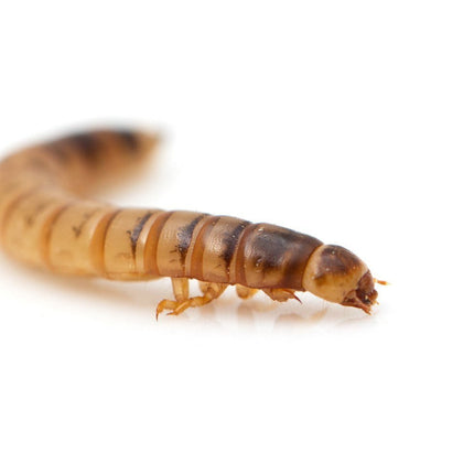 Mealworms - regular 50 grams - Nano Tanks Australia