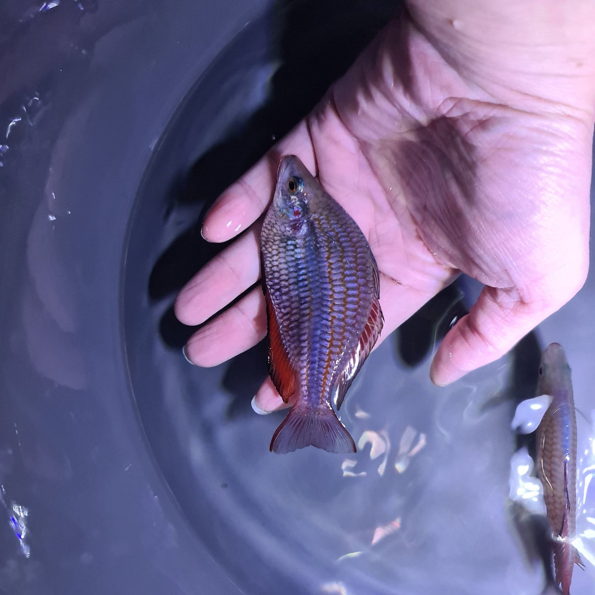 Melanotaenia trifasciata goyder river Rainbowfish - Nano Tanks Australia Aquarium Shop