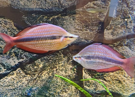 Melanotaenia trifasciata goyder river Rainbowfish - Nano Tanks Australia Aquarium Shop