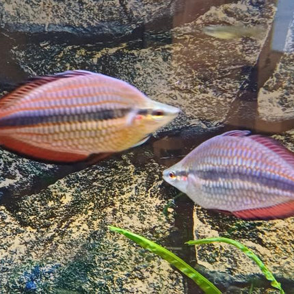 Melanotaenia trifasciata goyder river Rainbowfish - Nano Tanks Australia Aquarium Shop