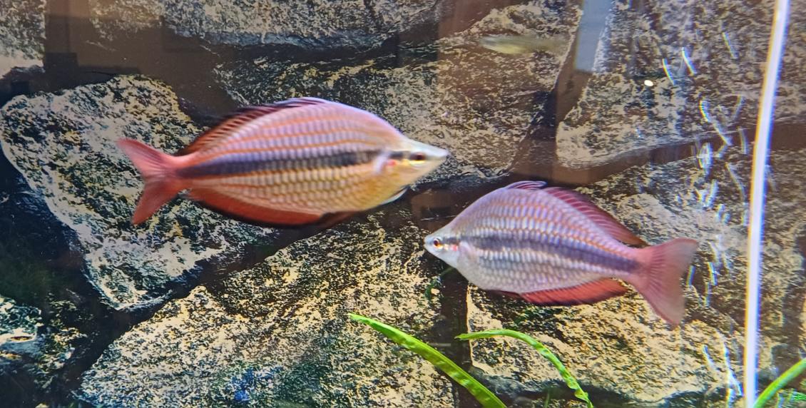 Melanotaenia trifasciata goyder river Rainbowfish - Nano Tanks Australia Aquarium Shop