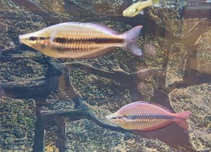 Melanotaenia trifasciata goyder river Rainbowfish - Nano Tanks Australia Aquarium Shop