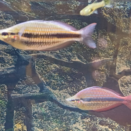 Melanotaenia trifasciata goyder river Rainbowfish - Nano Tanks Australia Aquarium Shop