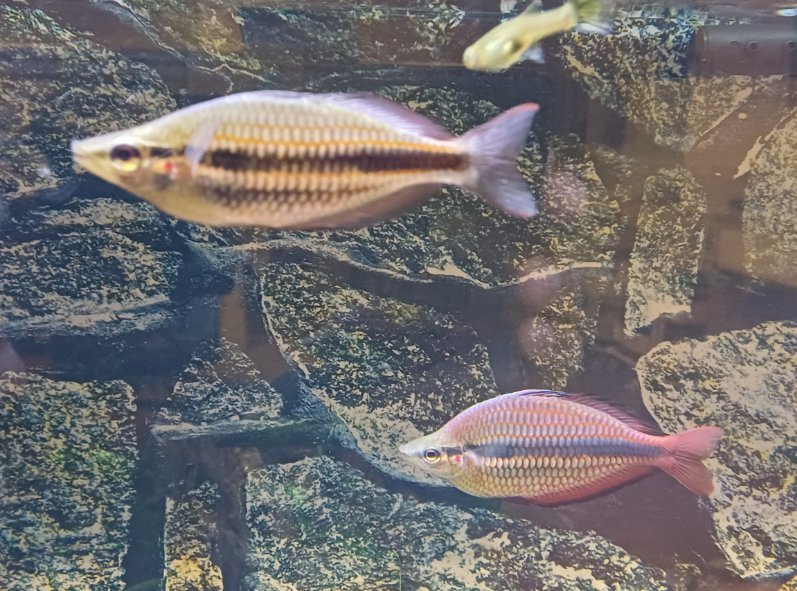 Melanotaenia trifasciata goyder river Rainbowfish - Nano Tanks Australia Aquarium Shop