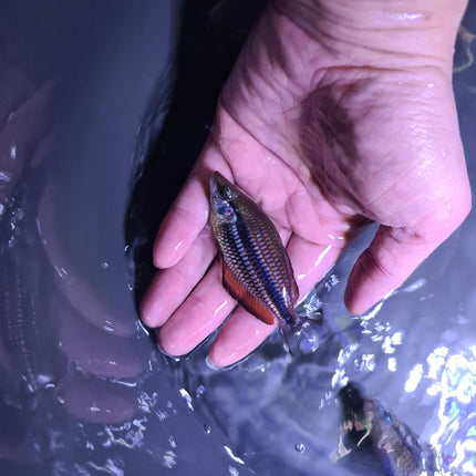 Melanotaenia trifasciata goyder river Rainbowfish - Nano Tanks Australia Aquarium Shop