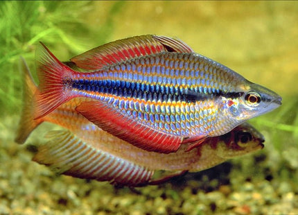Melanotaenia trifasciata goyder river Rainbowfish - Nano Tanks Australia Aquarium Shop