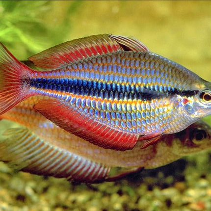 Melanotaenia trifasciata goyder river Rainbowfish - Nano Tanks Australia Aquarium Shop