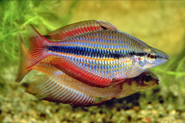 Melanotaenia trifasciata goyder river Rainbowfish - Nano Tanks Australia Aquarium Shop