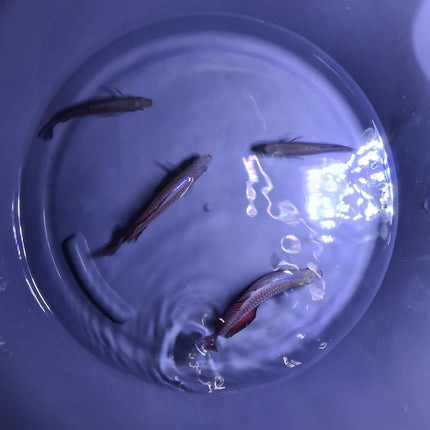 Melanotaenia trifasciata goyder river Rainbowfish - Nano Tanks Australia Aquarium Shop