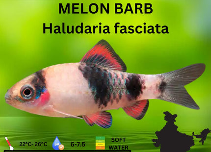 Melon Barb 4cm Haludaria fasciata - Nano Tanks Australia Aquarium Shop