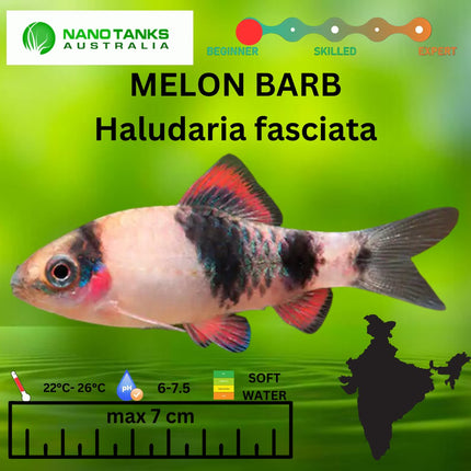 Melon Barb 4cm Haludaria fasciata - Nano Tanks Australia Aquarium Shop