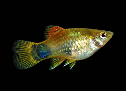 Micky Mouse Platy - Nano Tanks Australia