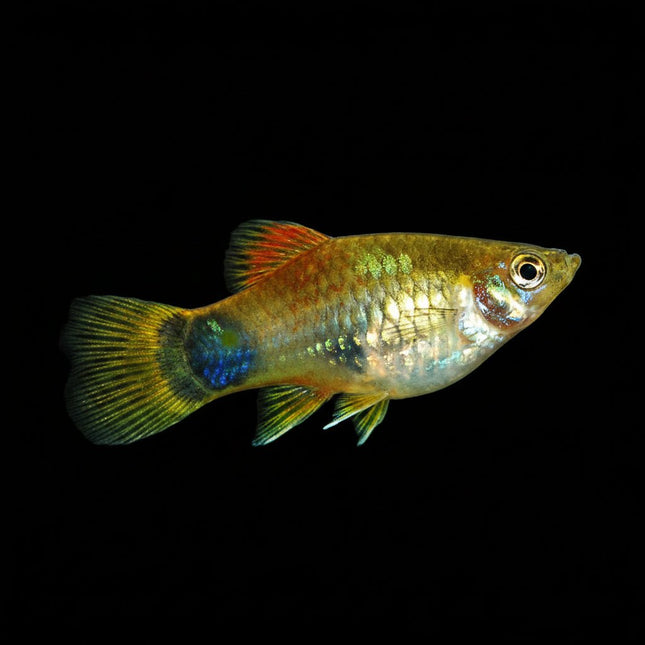 Micky Mouse Platy - Nano Tanks Australia