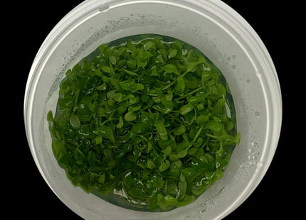 Micranthemum tweediei Monte Carlo Large Tub - Reservoir Aquatics