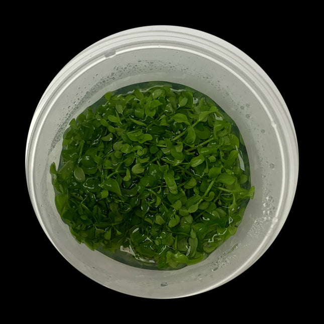 Micranthemum tweediei Monte Carlo Large Tub - Reservoir Aquatics