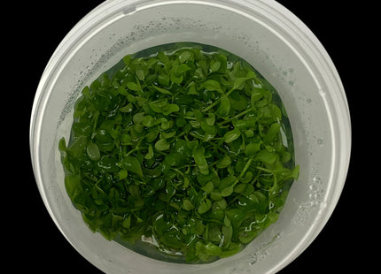Micranthemum tweediei Monte Carlo tissue culture