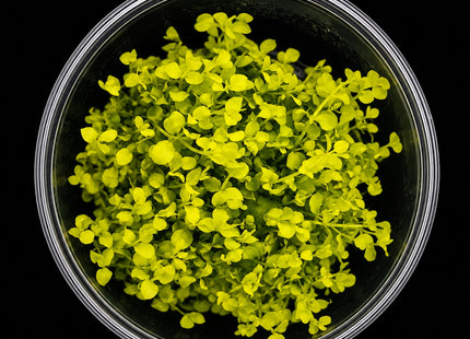 Micranthemum umbrosum 'Gold Coast' Monte Carlo Tissue Culture - Nano Tanks Australia