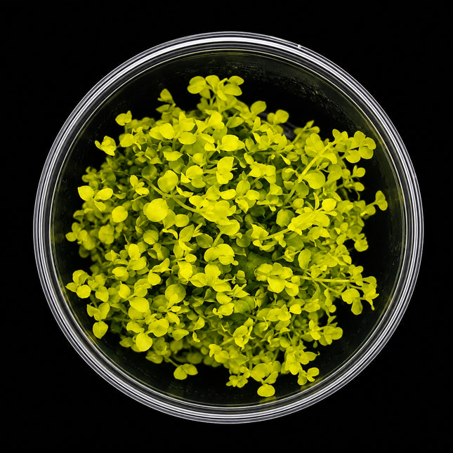 Micranthemum umbrosum 'Gold Coast' Monte Carlo Tissue Culture - Nano Tanks Australia