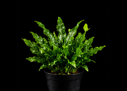 Micro Java Fern (Microsorum pteropus) Bunch - Nano Tanks Australia