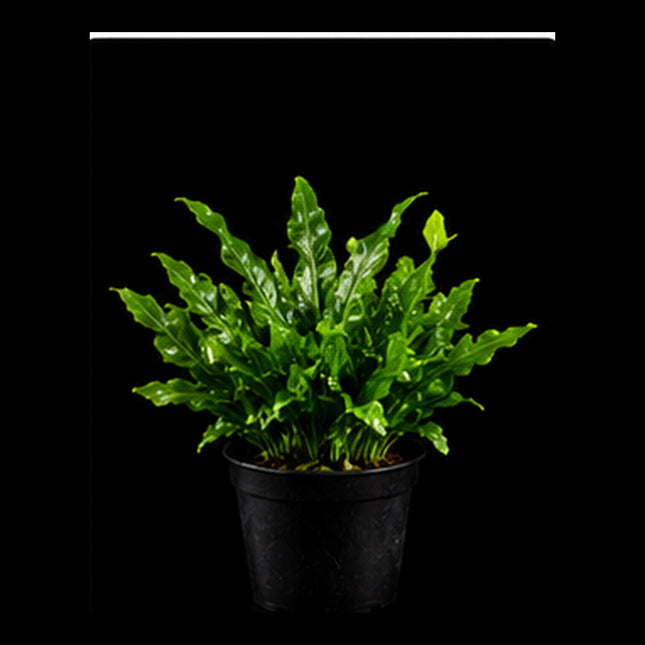 Micro Java Fern (Microsorum pteropus) Bunch - Nano Tanks Australia