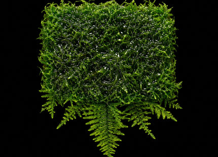 Mini Christmas Moss – 5×5cm Portion - Nano Tanks Australia
